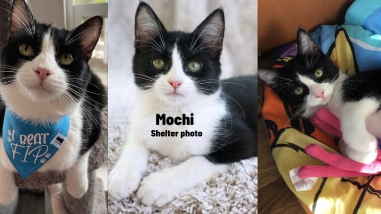 When Healing Goes Both Ways: Mochi’s Fight Against FIP and the