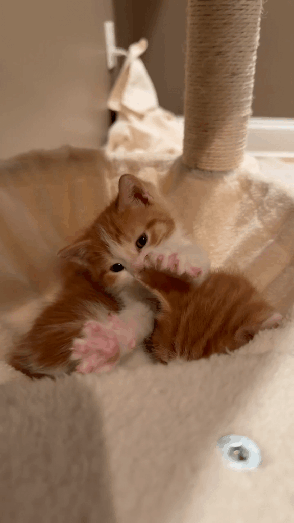 Haven’t gotten any work done since these 5-week-old fosters arrived