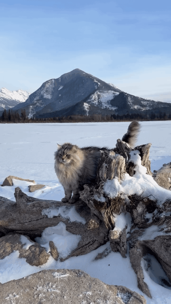 The final boss of the mountain has arrived