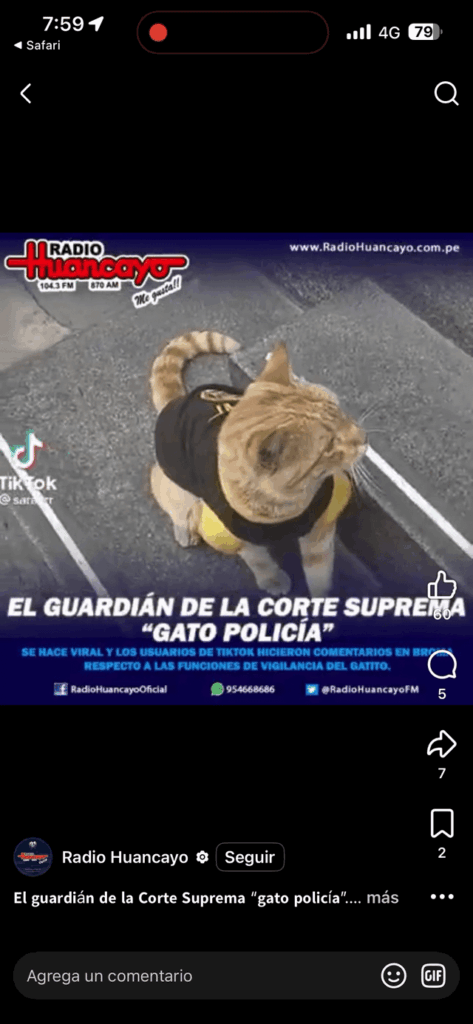 Real Police Cat in Peru