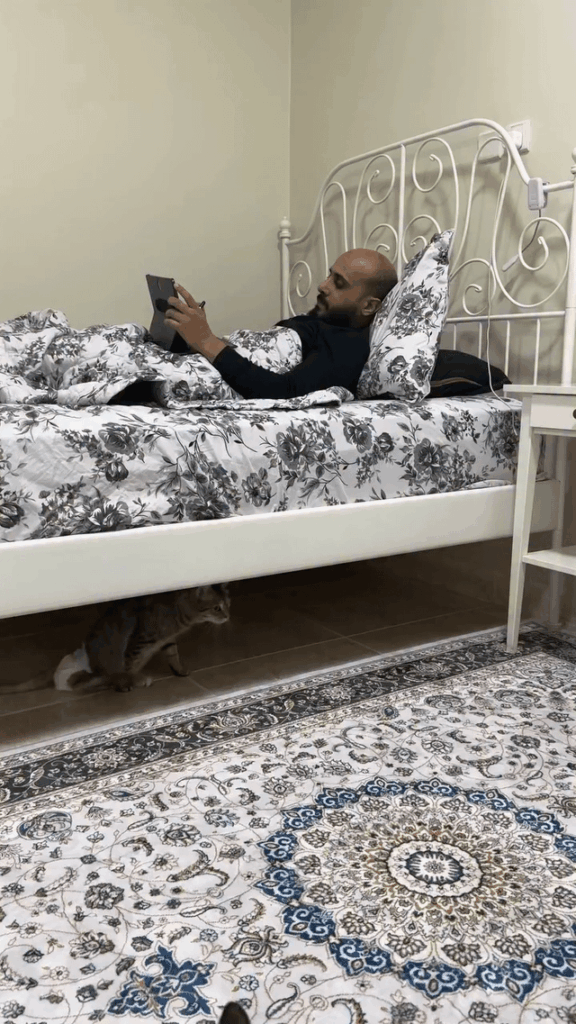 Disabled cat playing Cat Tag with its owner then cuddles afterwards