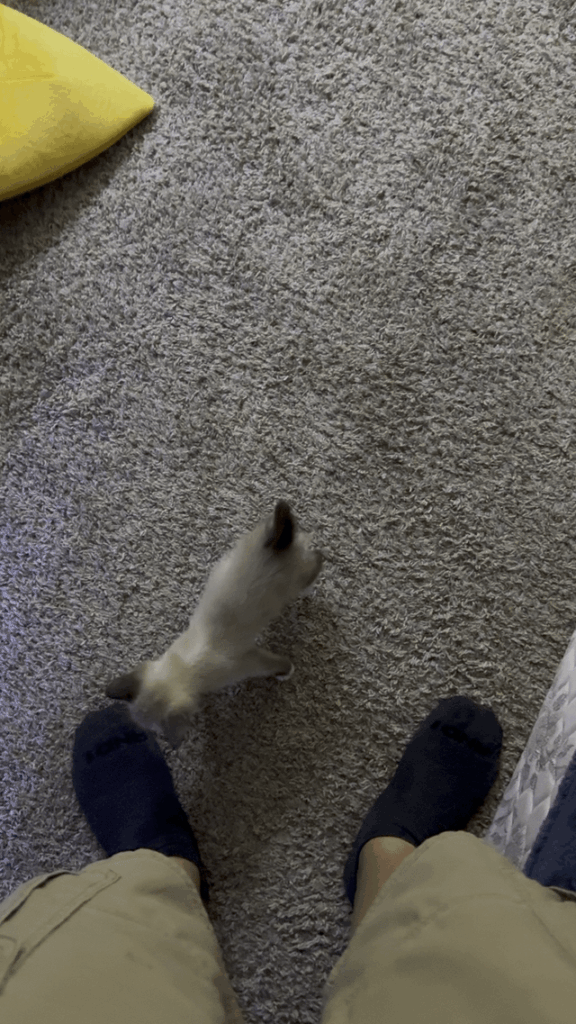 Tiny criminol do a screech.