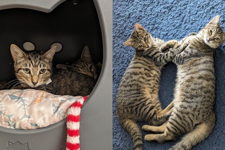 Family Walked into a Cat Rescue Shelter, Walked out with Two Kitten