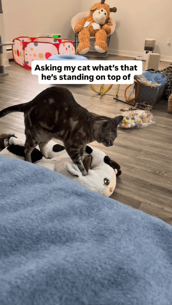 The cat says “cow” update part 1 after getting cow
