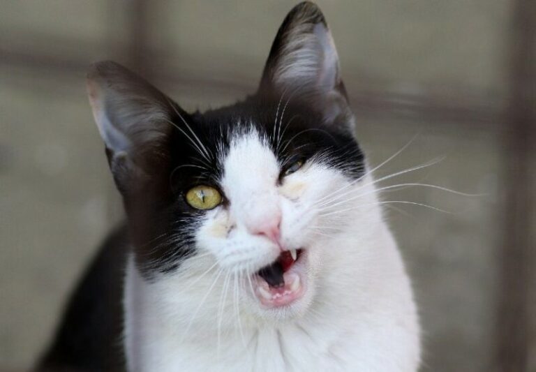 Why One Squinting Eye in Cats Is Never Worth Ignoring