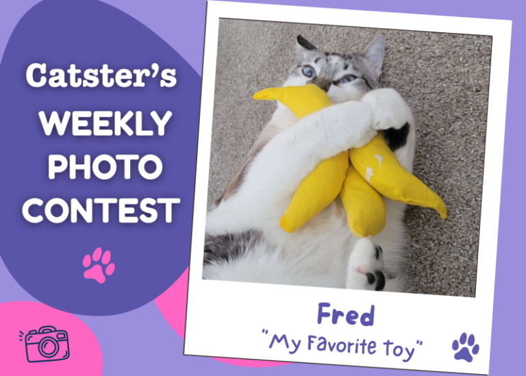 Catster’s Weekly Photo Contest Winners: My Favorite Toy (April 16,