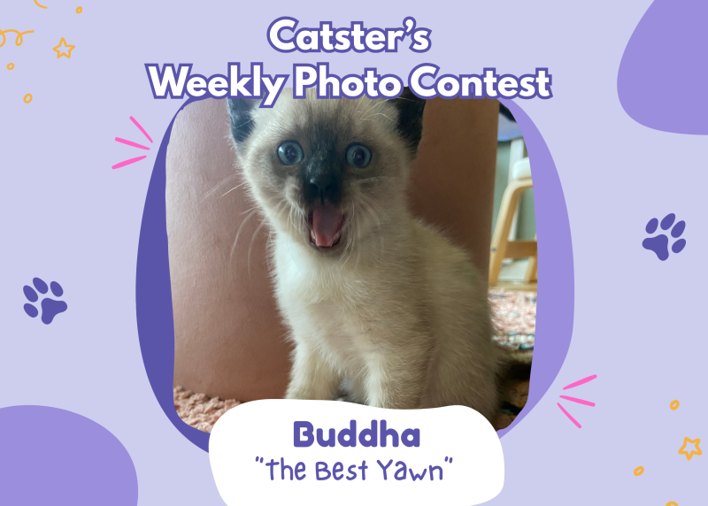 Catster’s Weekly Photo Contest Winners: The Best Yawn (April 2, 2026)