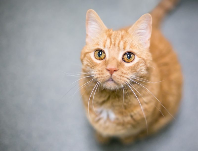 What Makes Orange Tabby Cats So Fascinating (It’s Not Just the Color)