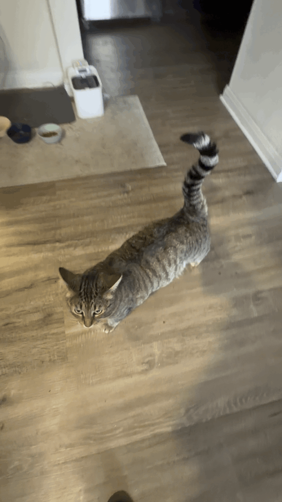 My cat Emerald’s tail is straight up in the air with a small hook at