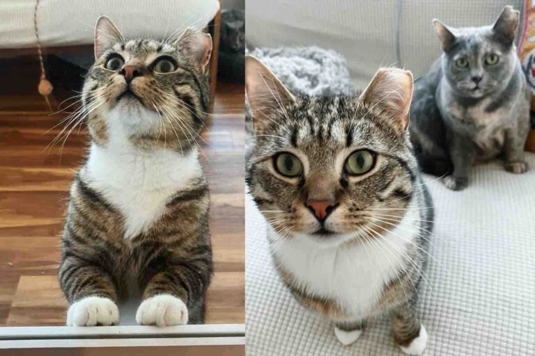 They Welcome Stray Cat into Their Home and Watch Him Form the
