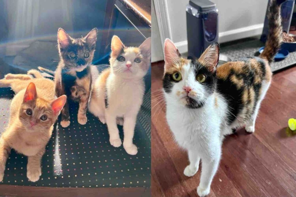 They Find a Cat and Kittens in a Parking Lot and Make It Their