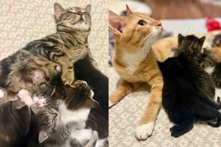 Mother Cats Rescued Separately But Find Each Other One Day and Decide