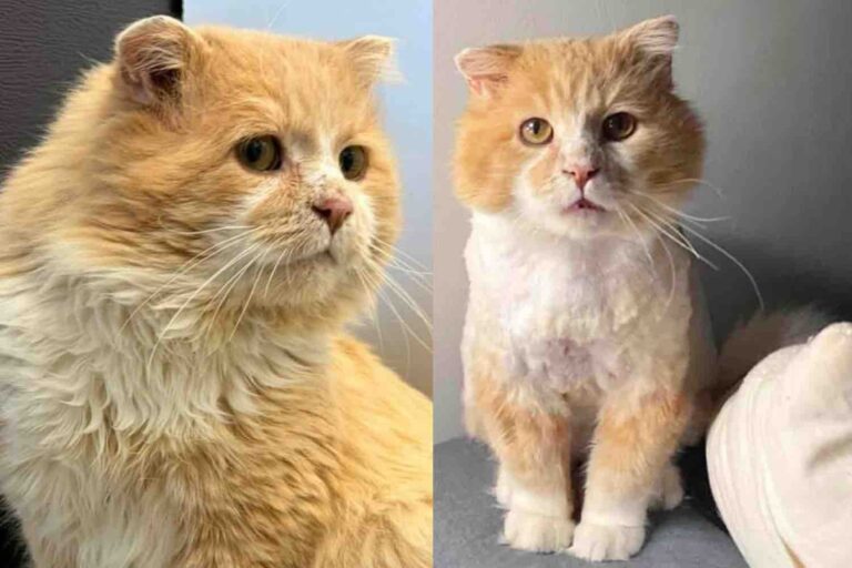 Cat Found in the Cold Moves Inside for the First Time After Years,