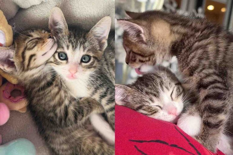 They Take in 2 Kittens in Need, From the Very Beginning, the Cat