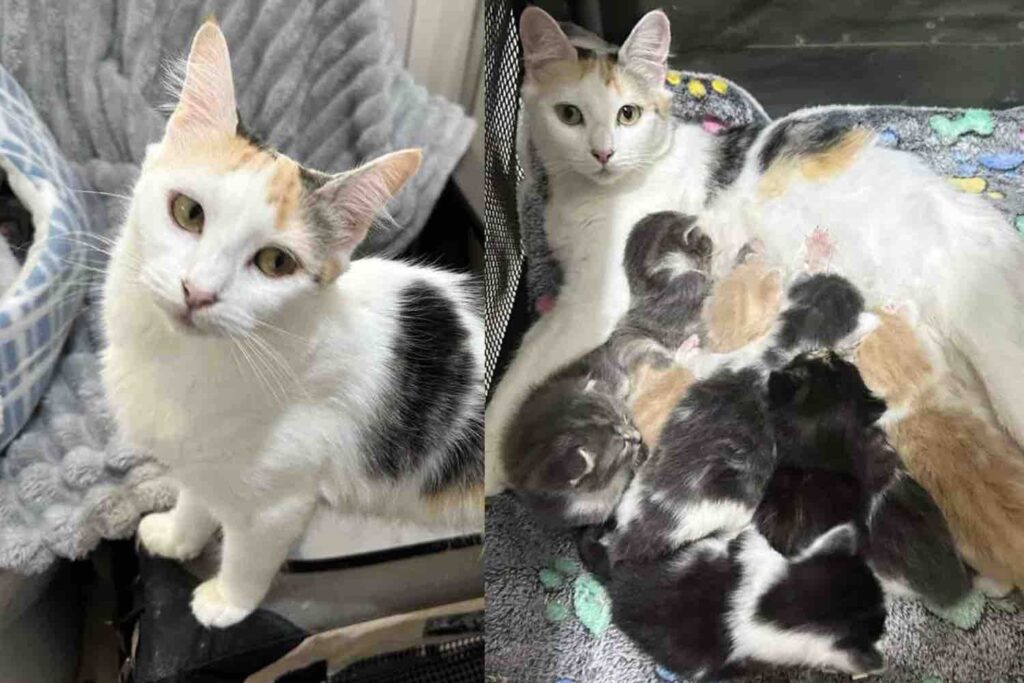 Kind People Welcome a Shelter Cat Who Needed a Place to Land, She