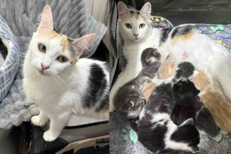 Kind People Welcome a Shelter Cat Who Needed a Place to Land, She