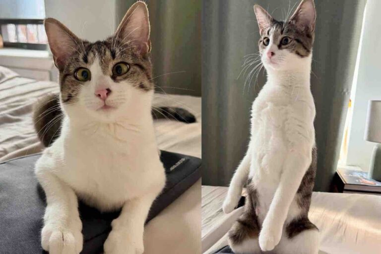 Cat Gives Indoor Life a Try, Within Days, She Becomes the Happiest
