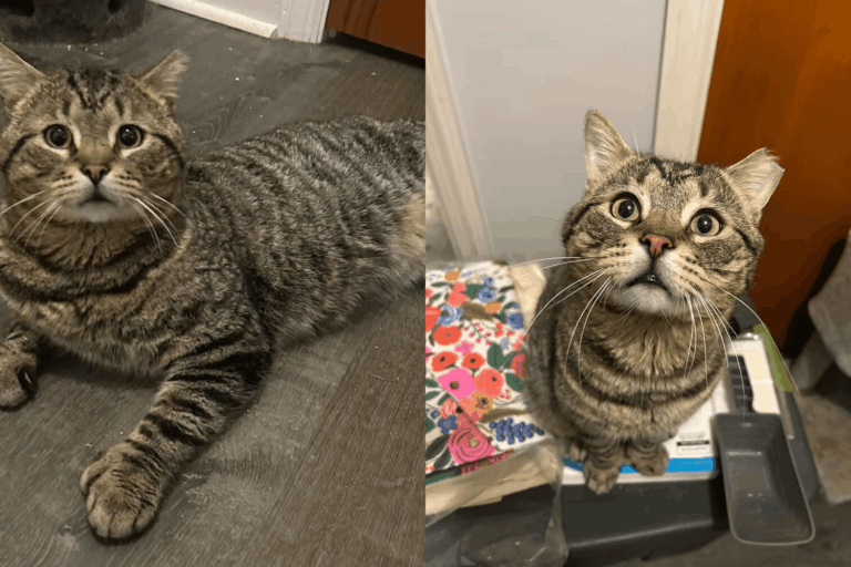 They Went to Rescue Feral Mother with Kittens and Found a Special Tom