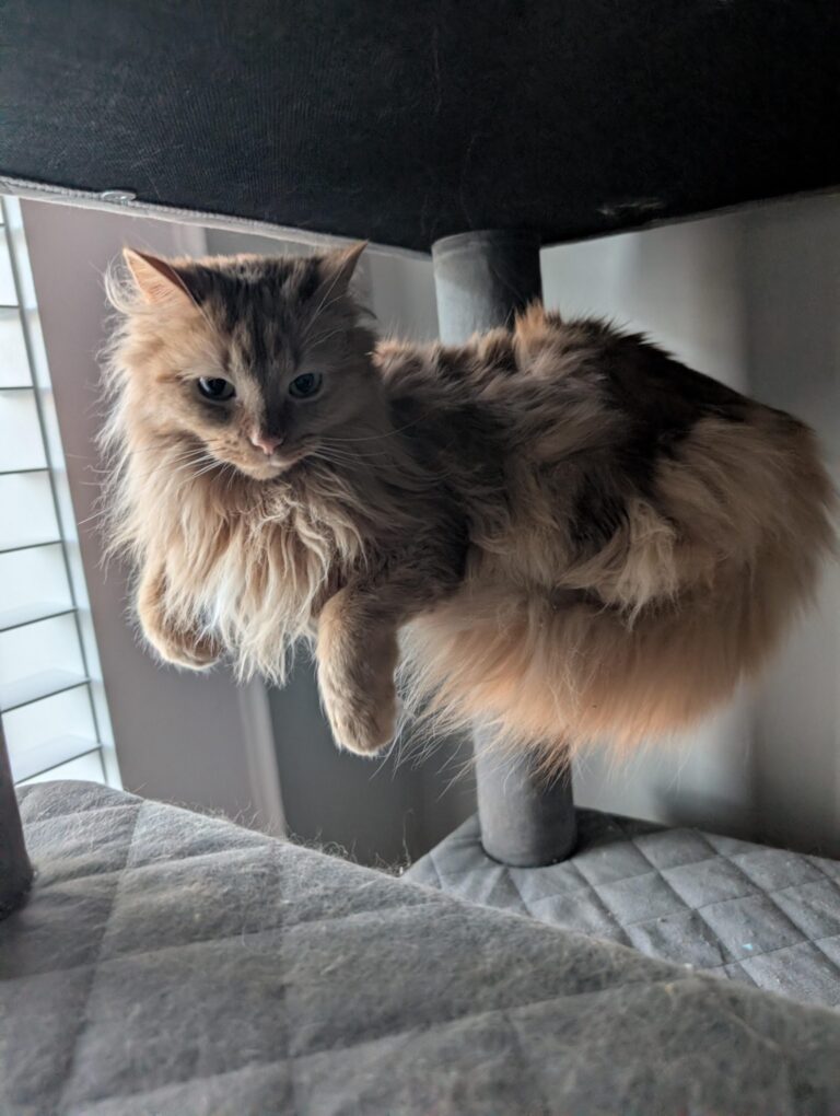 She has learned levitation