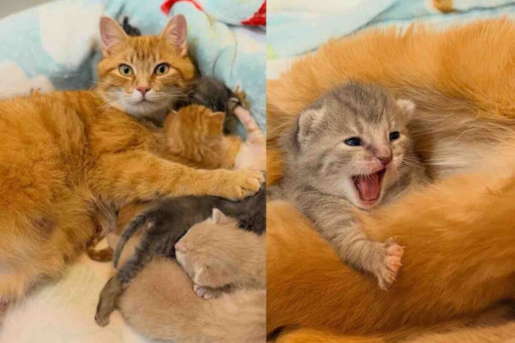 Cat Arrived at a Shelter Just in Time, She Went from Alone to a Mom