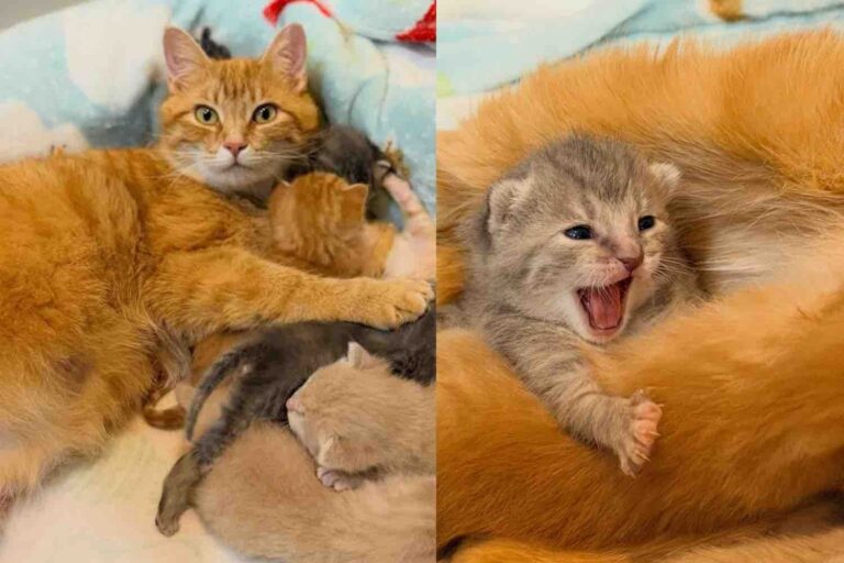 Cat Arrived at a Shelter Just in Time, She Went from Alone to a Mom