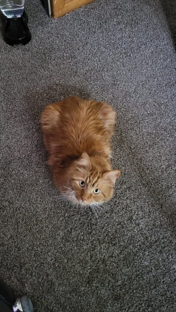 Well-done Hawaiian roll loaf