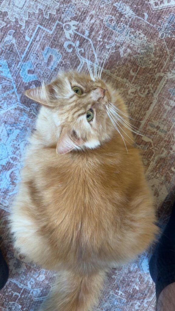 Loafin
