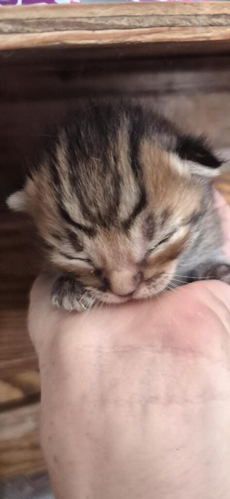 Check out these illegally awesome facial markings
