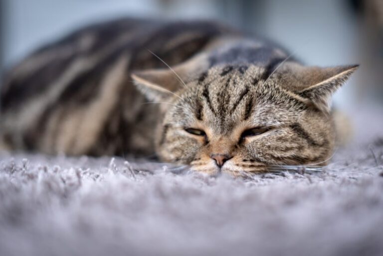 The 10 Common Causes of Sudden Death in Cats (And Which Ones Are