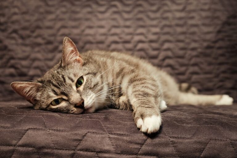 Why Healthy Cats Still Vomit Sometimes (And How to Respond)