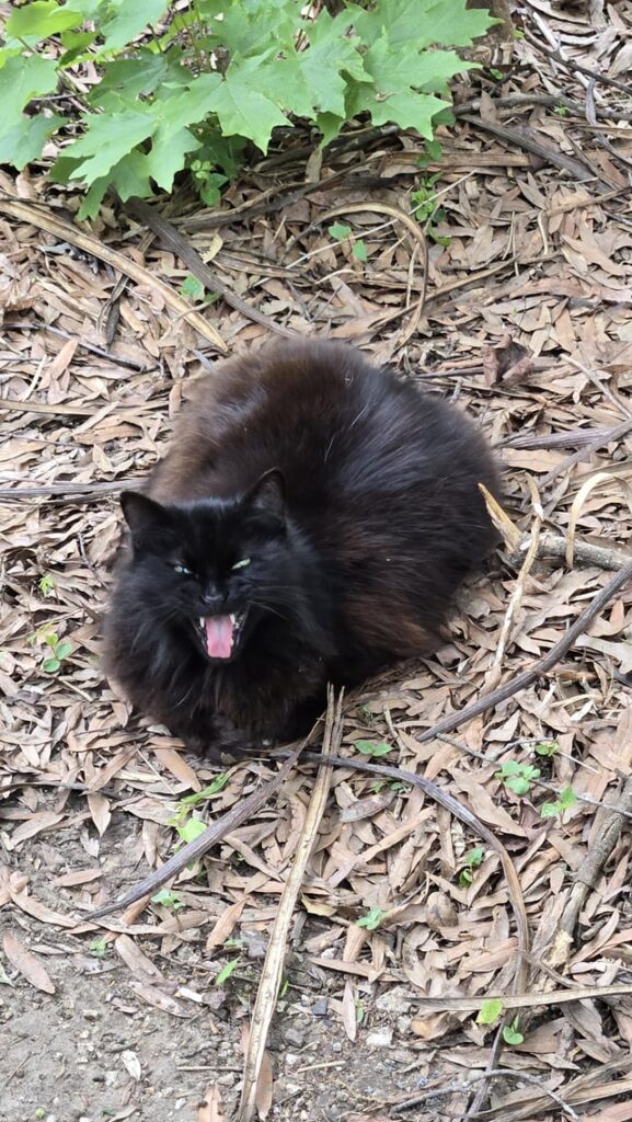 A Chunky Loaf Awakens
