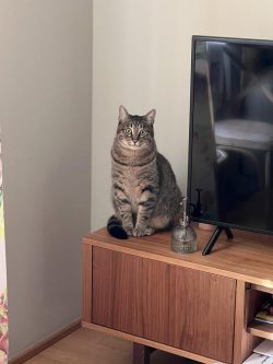 Me: eating, my cat: