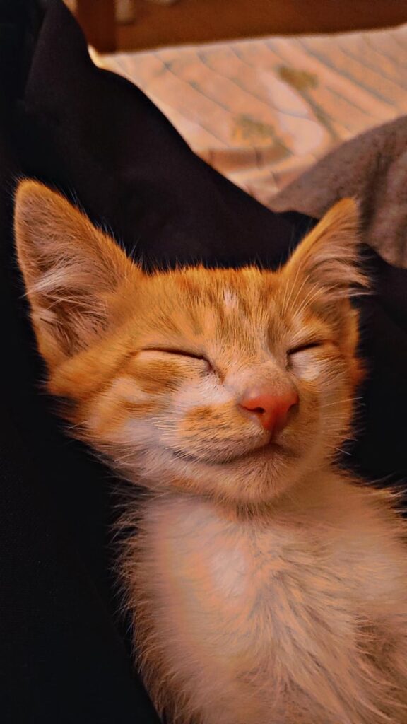 Tribute to T, my beloved kitten
