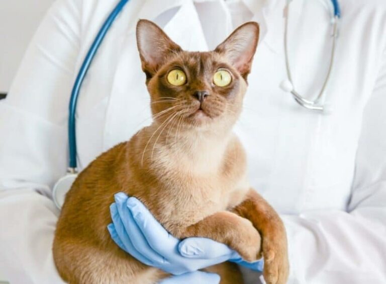 Scientists May Have Found the Missing Piece in Feline Kidney Disease