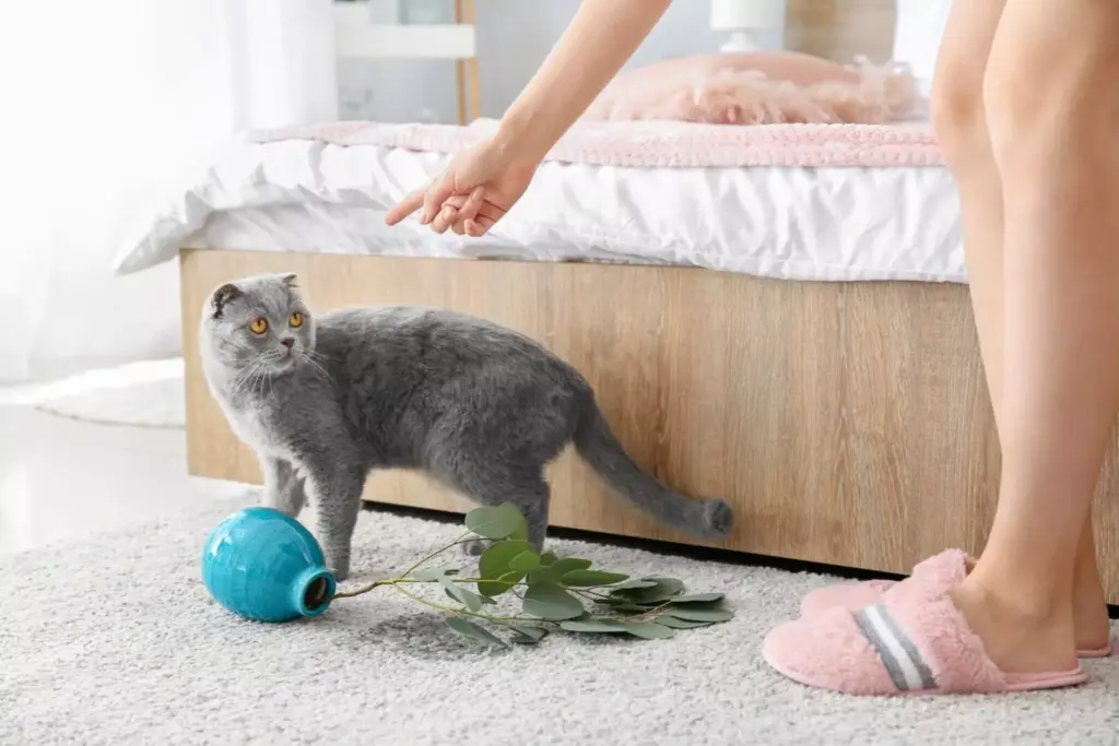 9 Ways You Might Be Disrespecting Your Cat