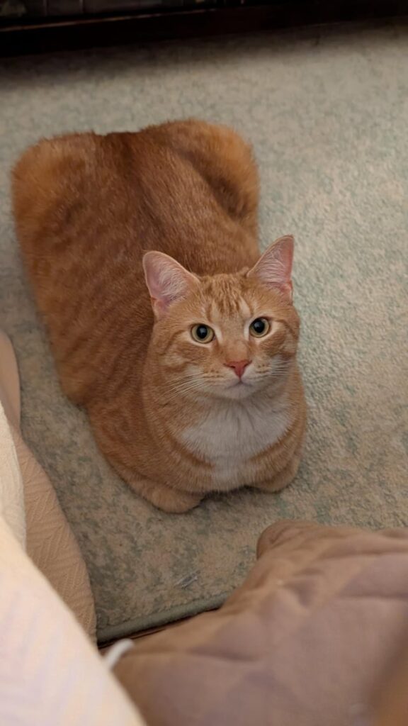 I think I let this loaf rise a bit too much