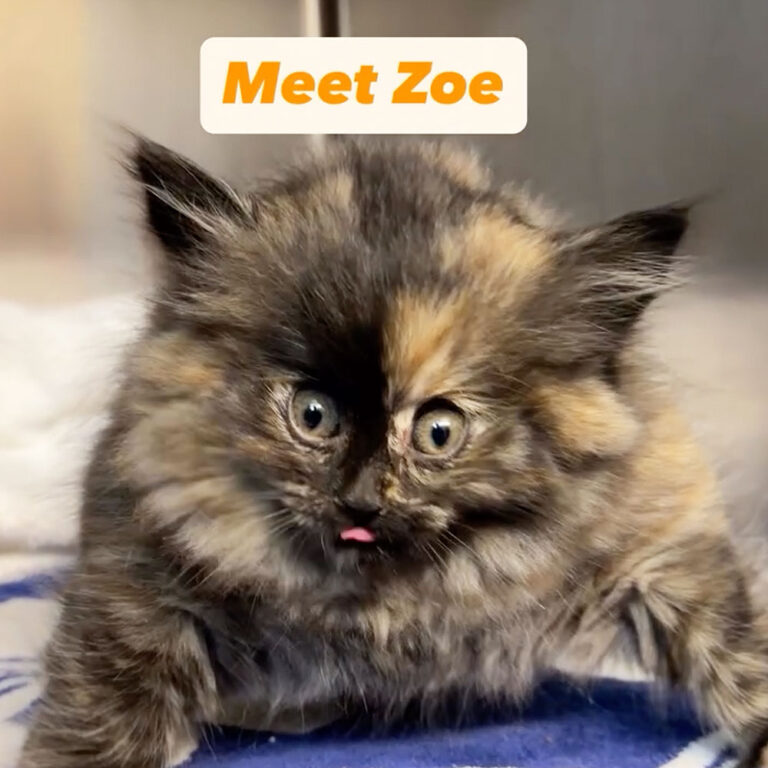 Vet Shocked By Tortie Kitten Who’s Puffed Up Like a Balloon!