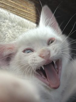 Earlier I posted a cute “Rawr” picture of Buttermilk, this one’s not