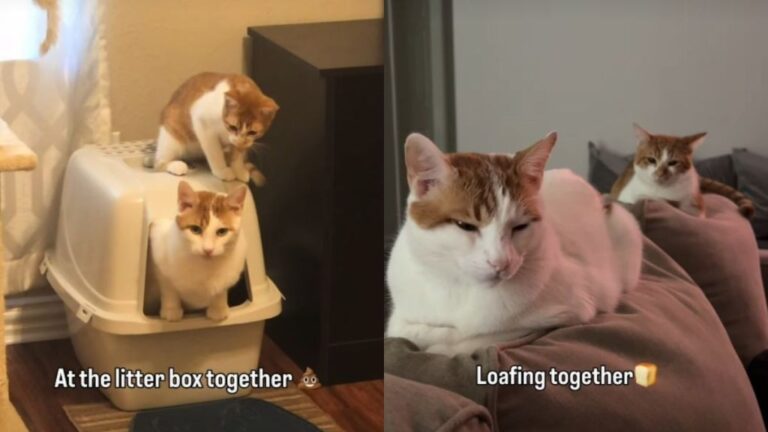 Cat Takes His Job as Furry Sibling’s Companion Very Seriously