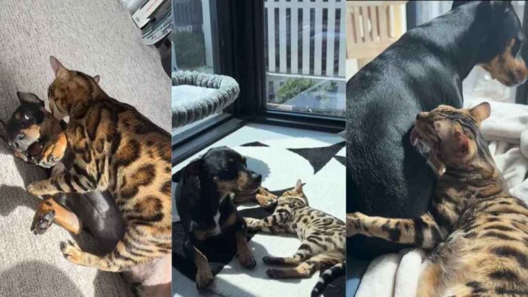 Cat Wasn’t Too Sure About the Dog Until They Learned To Trust Each
