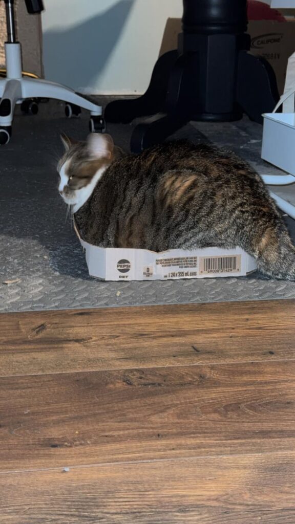 Large boxed loaf