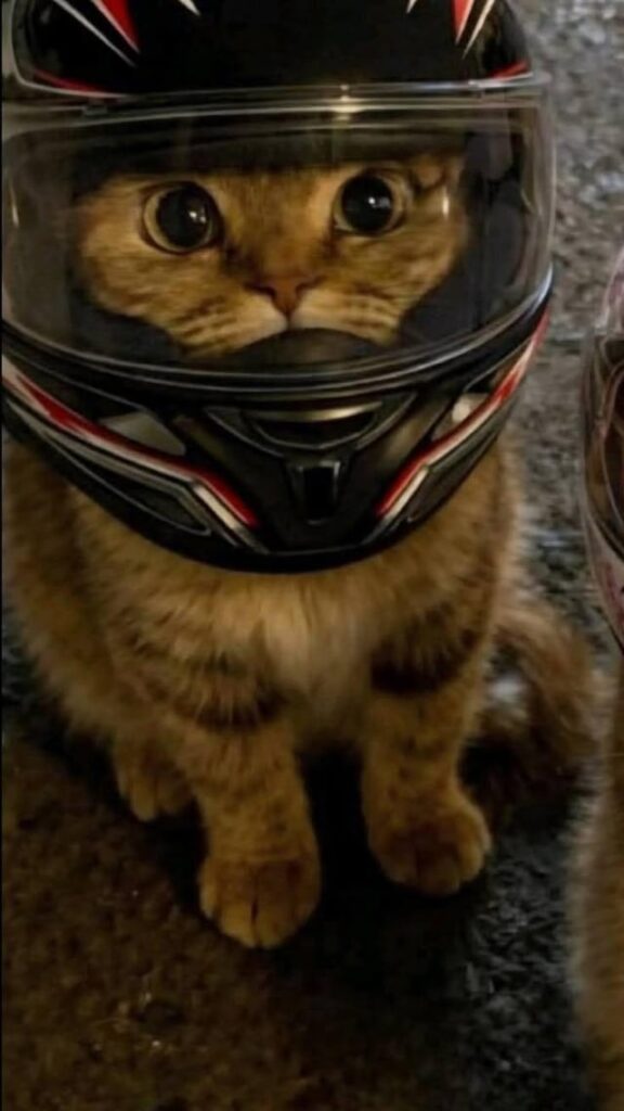 My very own biker , coming to motogp
