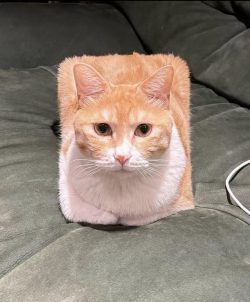A rectangle or a loaf? haha