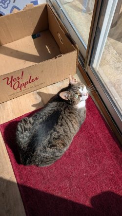 At least cat loaves bake in the sun!