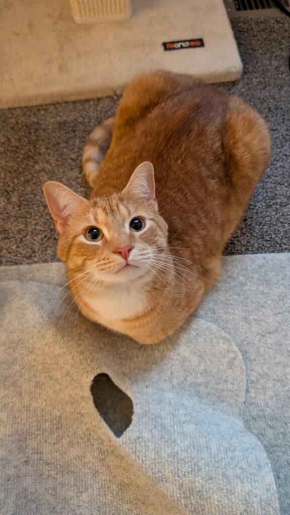 He’s a purrfessional loaf baker