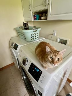 Laundry attendants