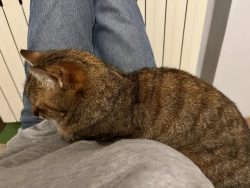 My kitty is loafing on me :3