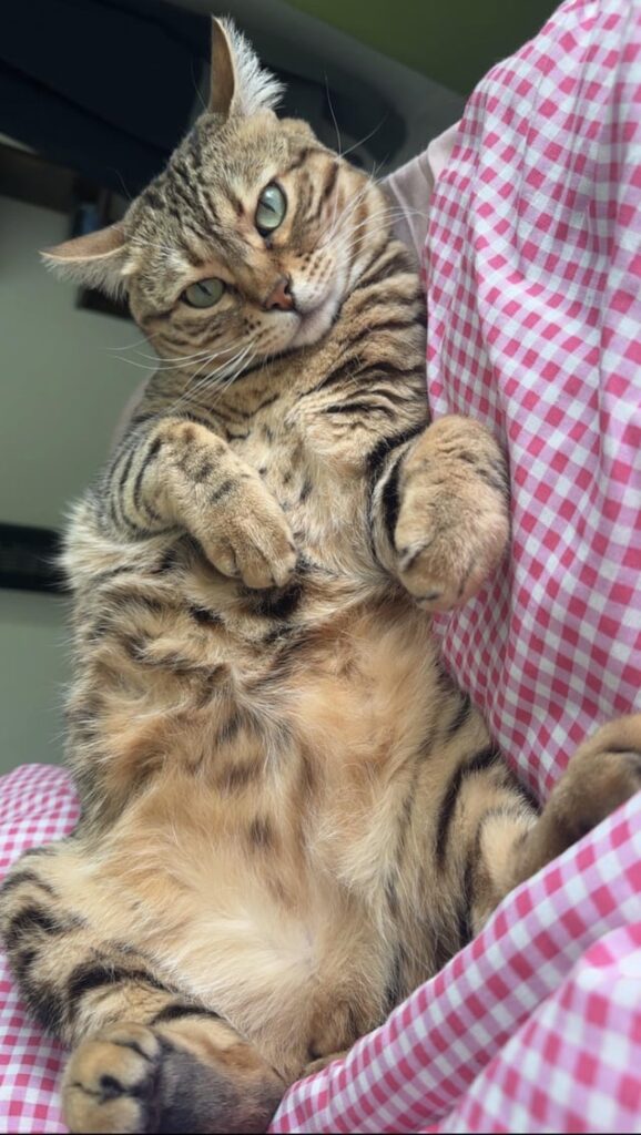 Why is my belly not being rubbed?