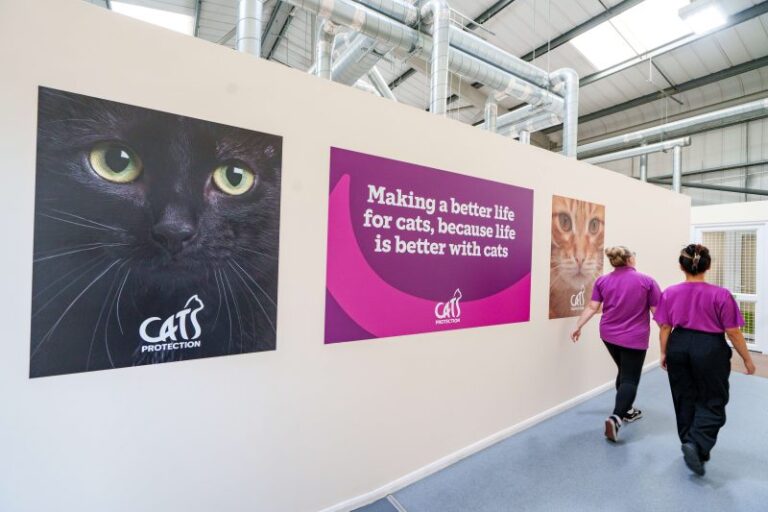 A Century of Helping Cats: Inside the Work of Cats Protection