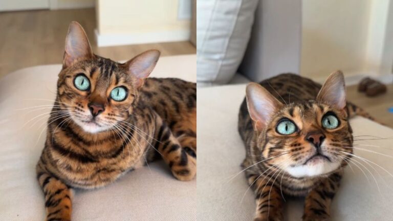 This Cat’s Eyes Have Undergone a Stunning Transformation